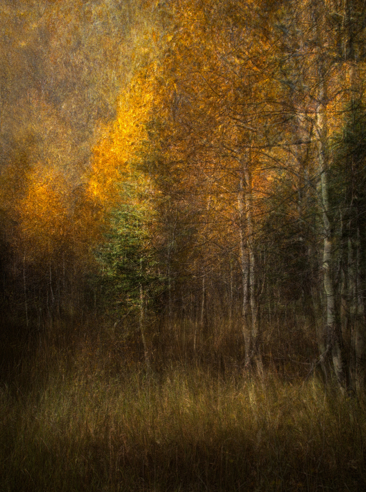Woods Poster och Canvastavla