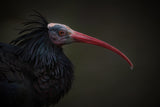 Northern Bald Ibis - Geronticus Eremita Poster och Canvastavla