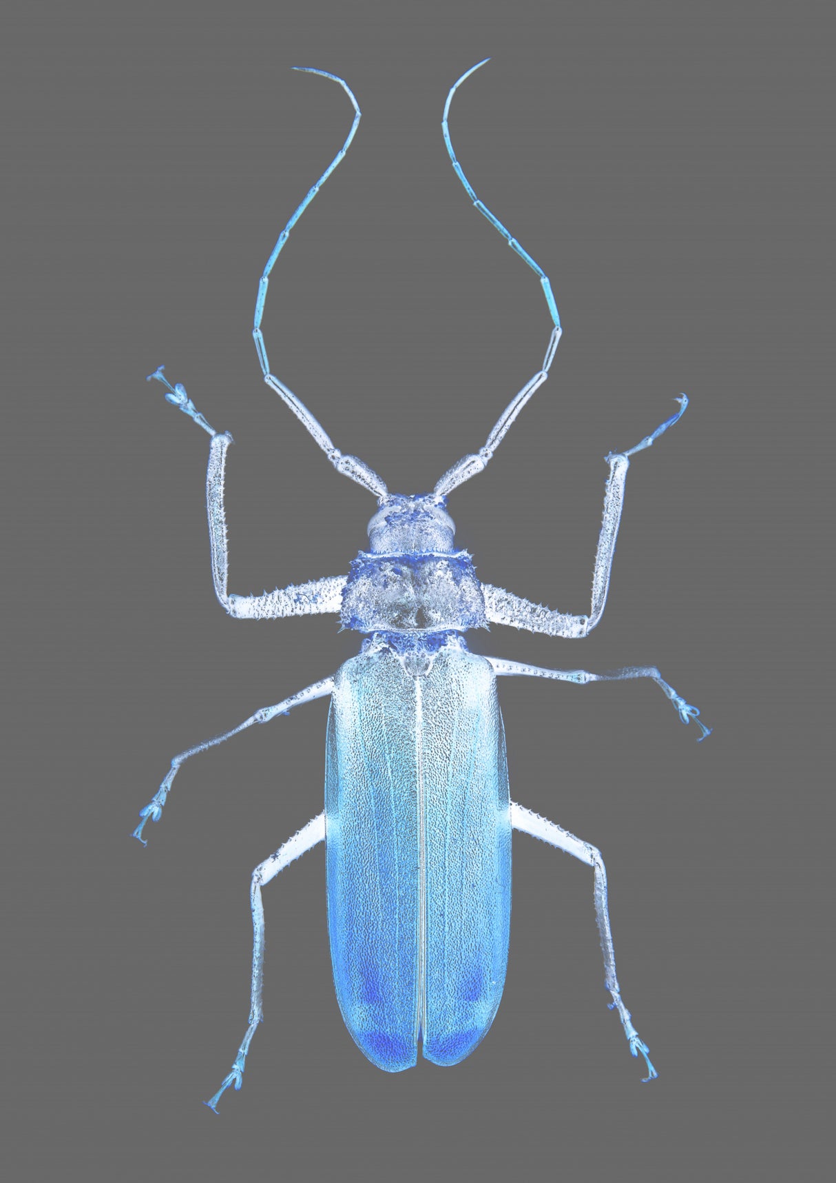 Insect Evolution Poster och Canvastavla