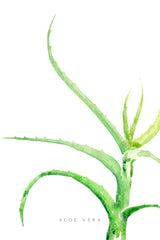 Watercolor aloe vera Poster och Canvastavla