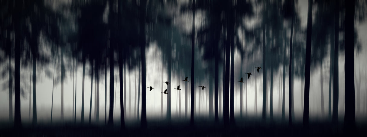 Geese migration Poster och Canvastavla
