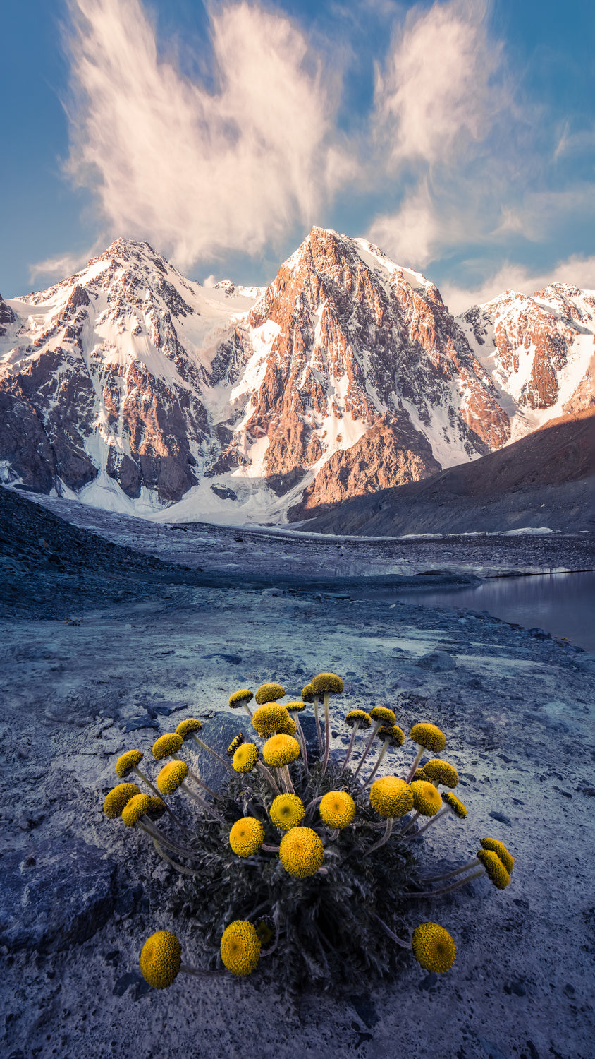 Snow Mountain Camomile 《天山甘菊》 Poster och Canvastavla