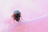 pink world Poster och Canvastavla