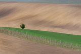 A lonely tree Poster och Canvastavla