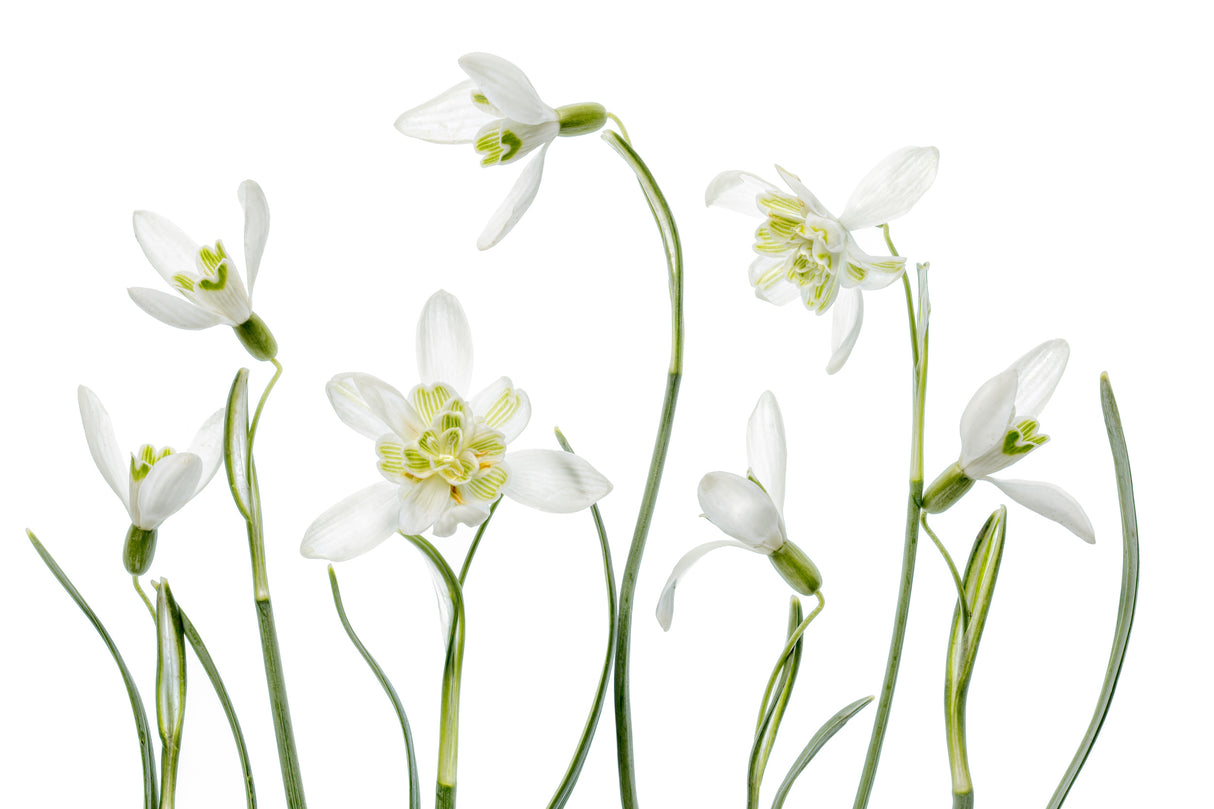Spring Snowdrops Poster och Canvastavla