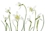 Spring Snowdrops Poster och Canvastavla
