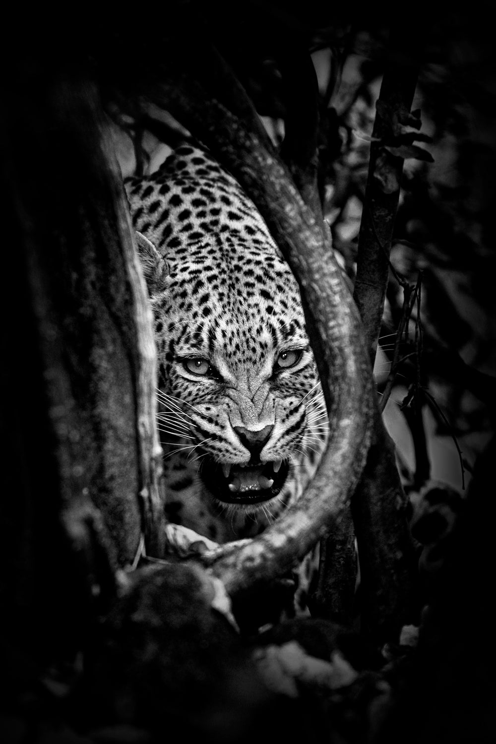 'Leopard's Lair' Poster och Canvastavla