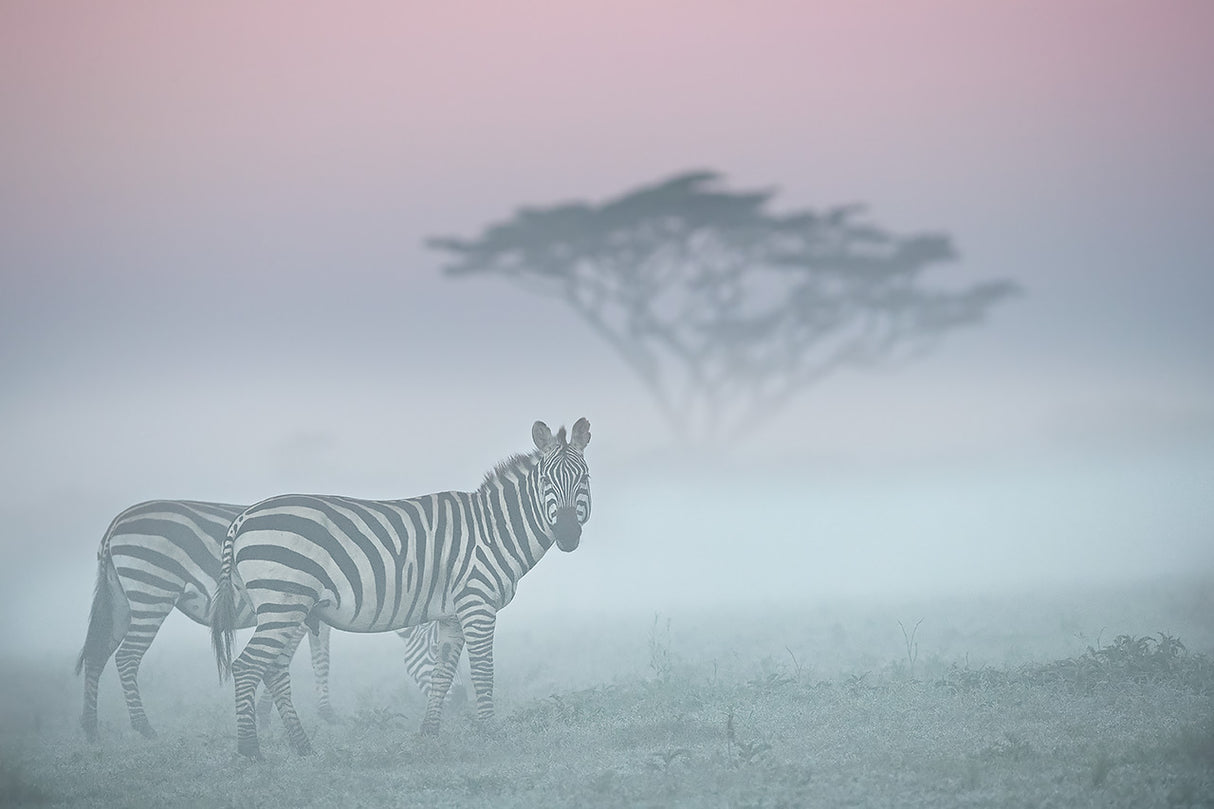 African fog Poster och Canvastavla