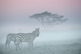 African fog Poster och Canvastavla