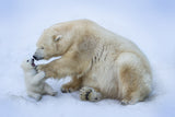 Polar bear with mom Poster och Canvastavla