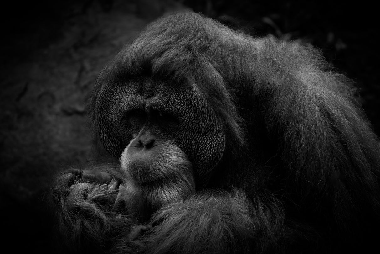 I am Orangutan Poster och Canvastavla