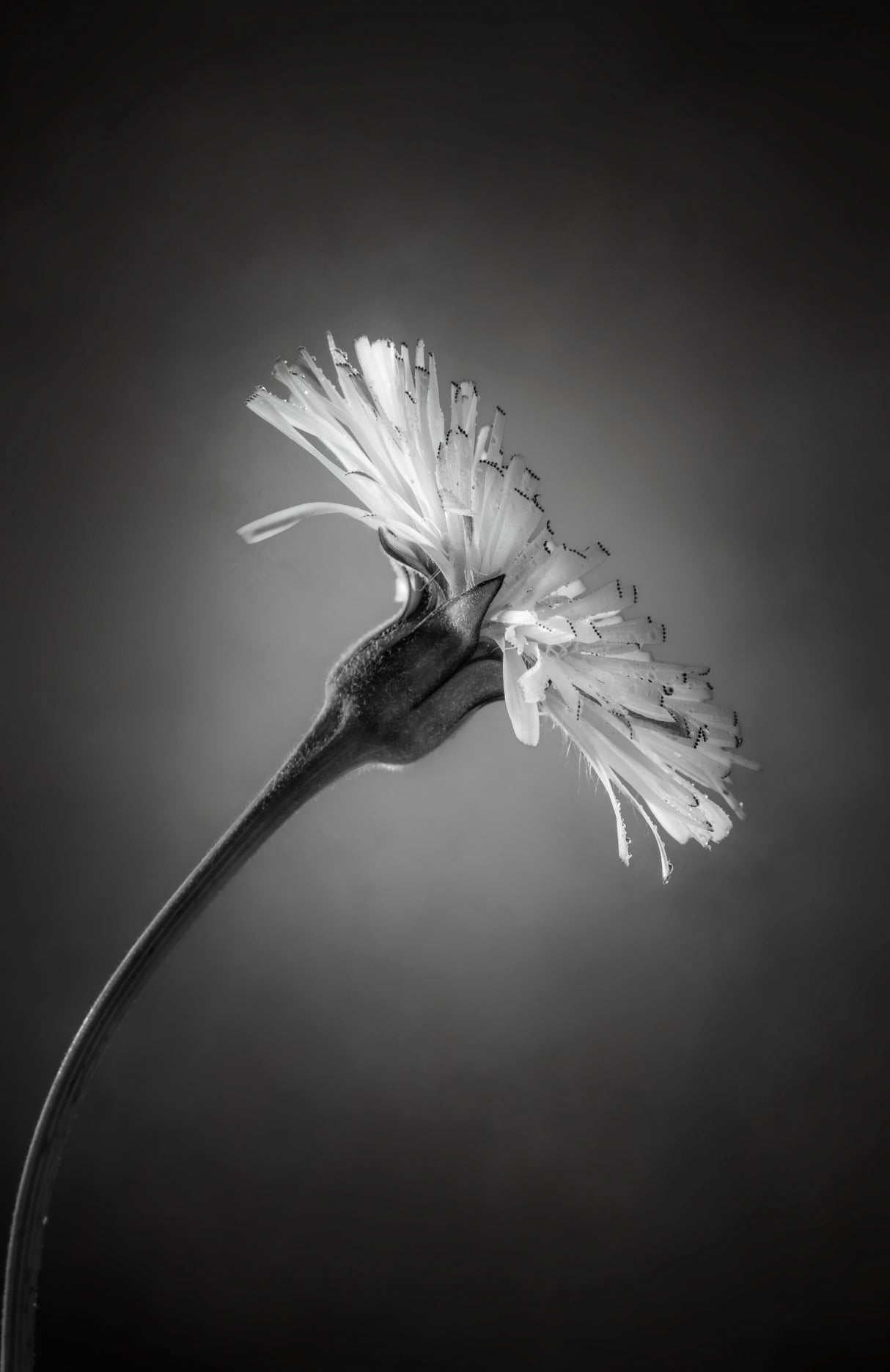 Flower Poster och Canvastavla