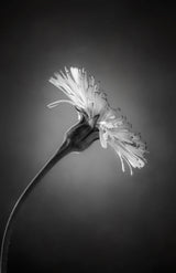 Flower Poster och Canvastavla