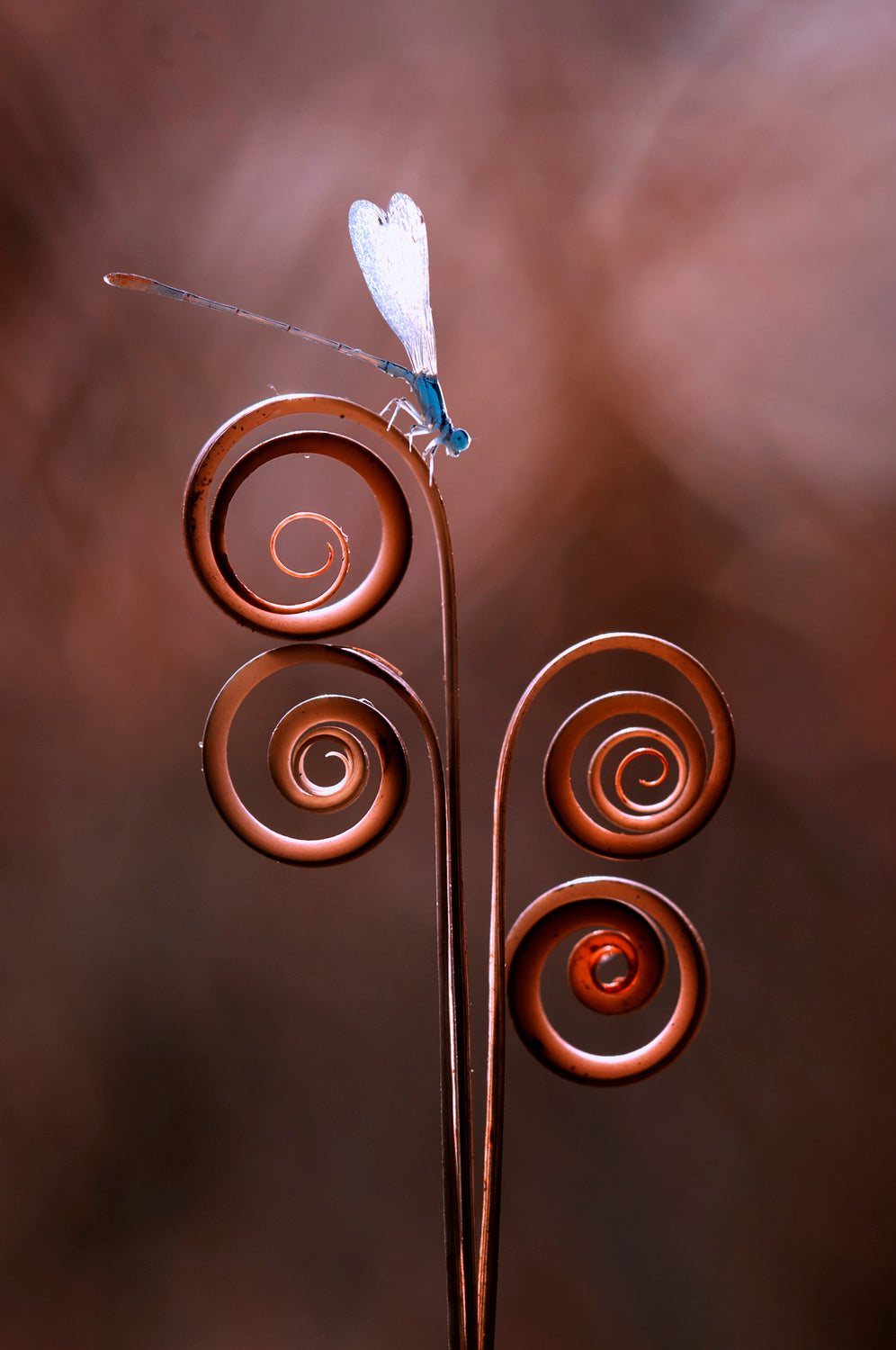 Damselfly Poster och Canvastavla