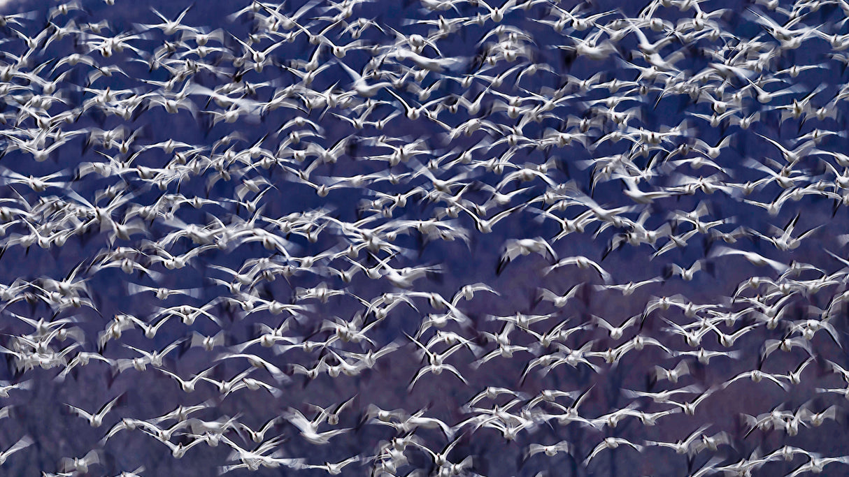 Snow Geese Poster och Canvastavla