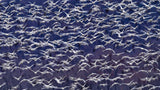 Snow Geese Poster och Canvastavla