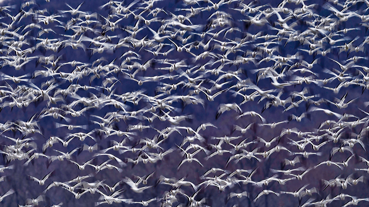 Snow Geese Poster och Canvastavla