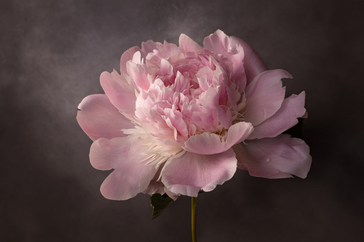 Peony Poster och Canvastavla