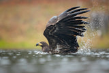 White-tailed eagle Poster och Canvastavla