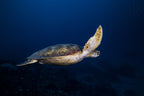 Green Turtle Poster och Canvastavla