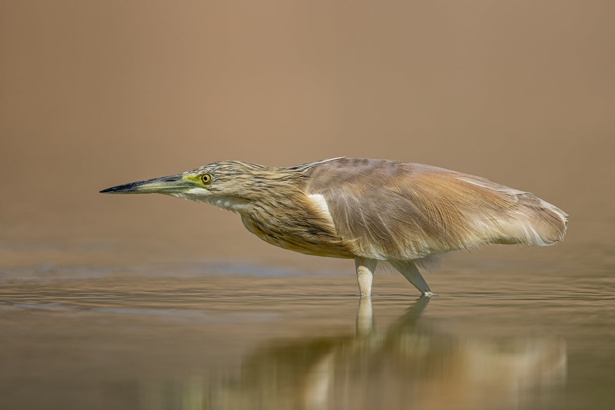 Squacco heron Poster och Canvastavla