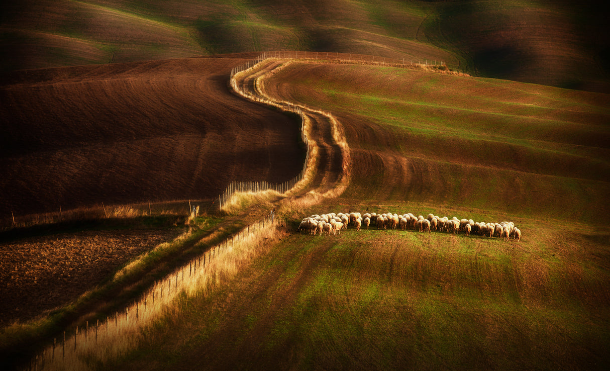 Crossing the fields Poster och Canvastavla