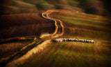 Crossing the fields Poster och Canvastavla
