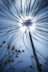 Botanic Blue Poster och Canvastavla