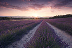 Purple Provence Poster och Canvastavla