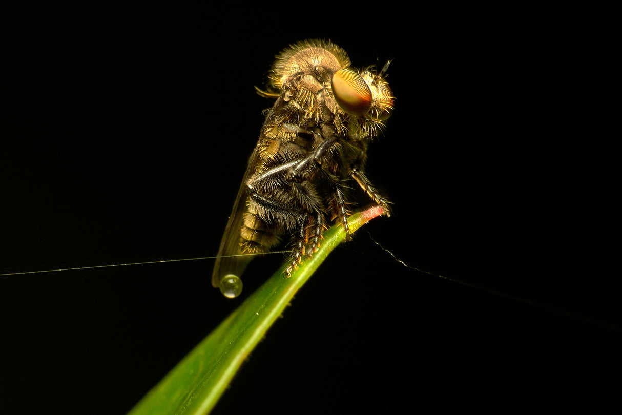 Asilidae03 Poster och Canvastavla