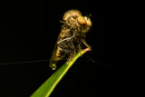 Asilidae03 Poster och Canvastavla