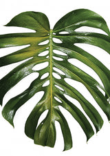 Tropical Heat Poster och Canvastavla