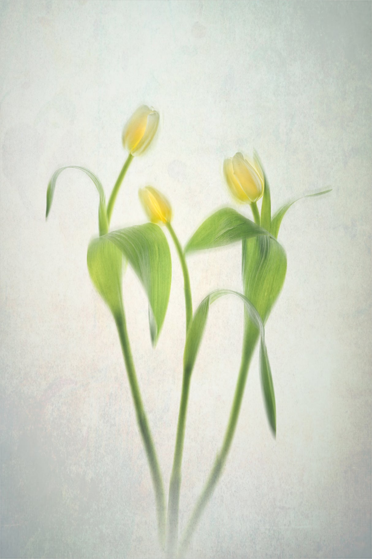 Yellow Tulips Poster och Canvastavla