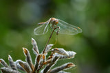 Dragonfly resting on lupine seedpods Poster och Canvastavla