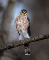 Sharp shinned hawk Poster och Canvastavla