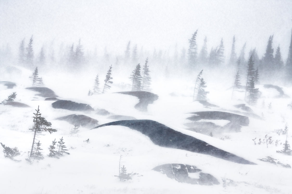 Whiteout Poster och Canvastavla