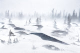 Whiteout Poster och Canvastavla
