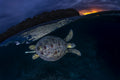 The green turtle and the blue hour Poster och Canvastavla