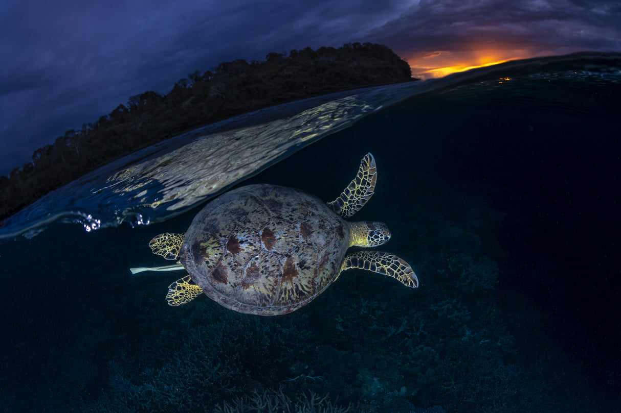 The green turtle and the blue hour Poster och Canvastavla