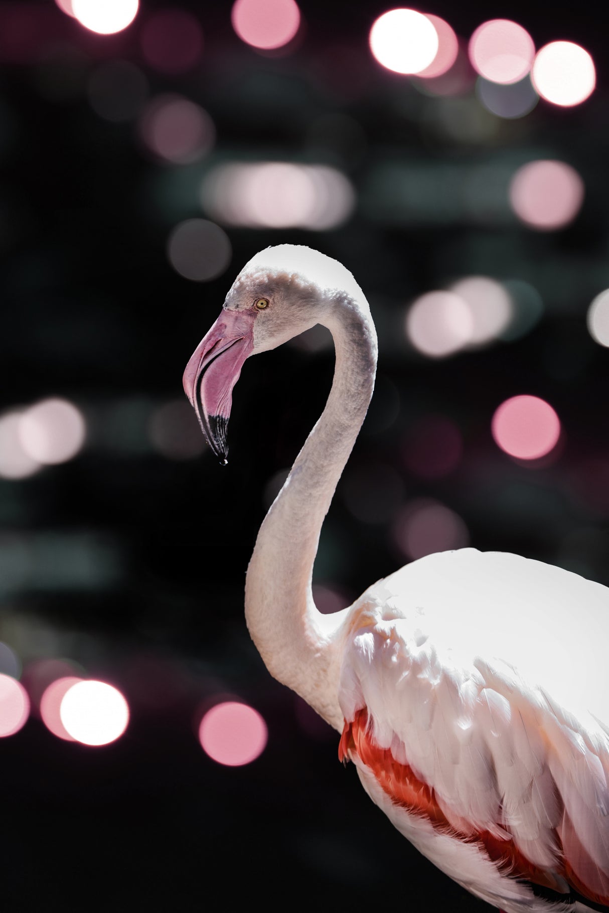 Disco Flamingo Poster och Canvastavla
