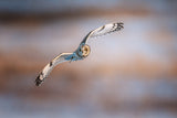 Short-eared Owl Poster och Canvastavla