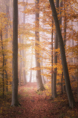 Autumn Woodland in Fog Poster och Canvastavla