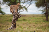 I'm spotted, I'm on a tree, I'm a leopard! Poster och Canvastavla