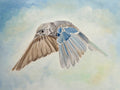 Soaring Quicksilver Poster och Canvastavla