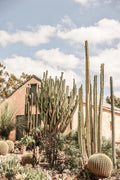 Karoo Garden Poster och Canvastavla