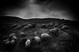 The sheep in the valley Poster och Canvastavla