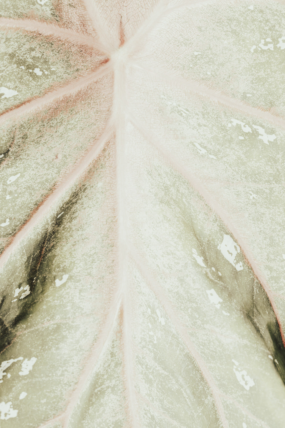 Light green leaf Poster och Canvastavla