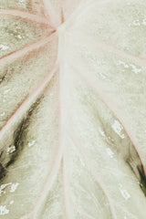 Light green leaf Poster och Canvastavla