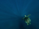 To the deep Poster och Canvastavla