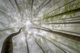 Forest views Poster och Canvastavla
